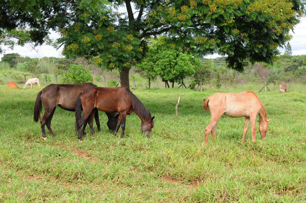 Cavalo pulando(e quebrando)cerca! 